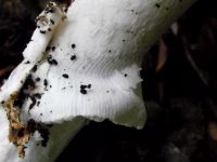 Grauer Wulstling